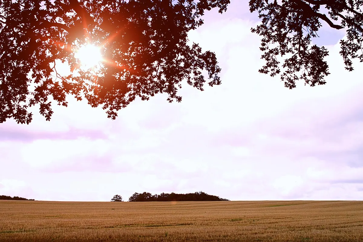 Beginner's Guide to Identifying Safe UK Trees for Nature Crafts