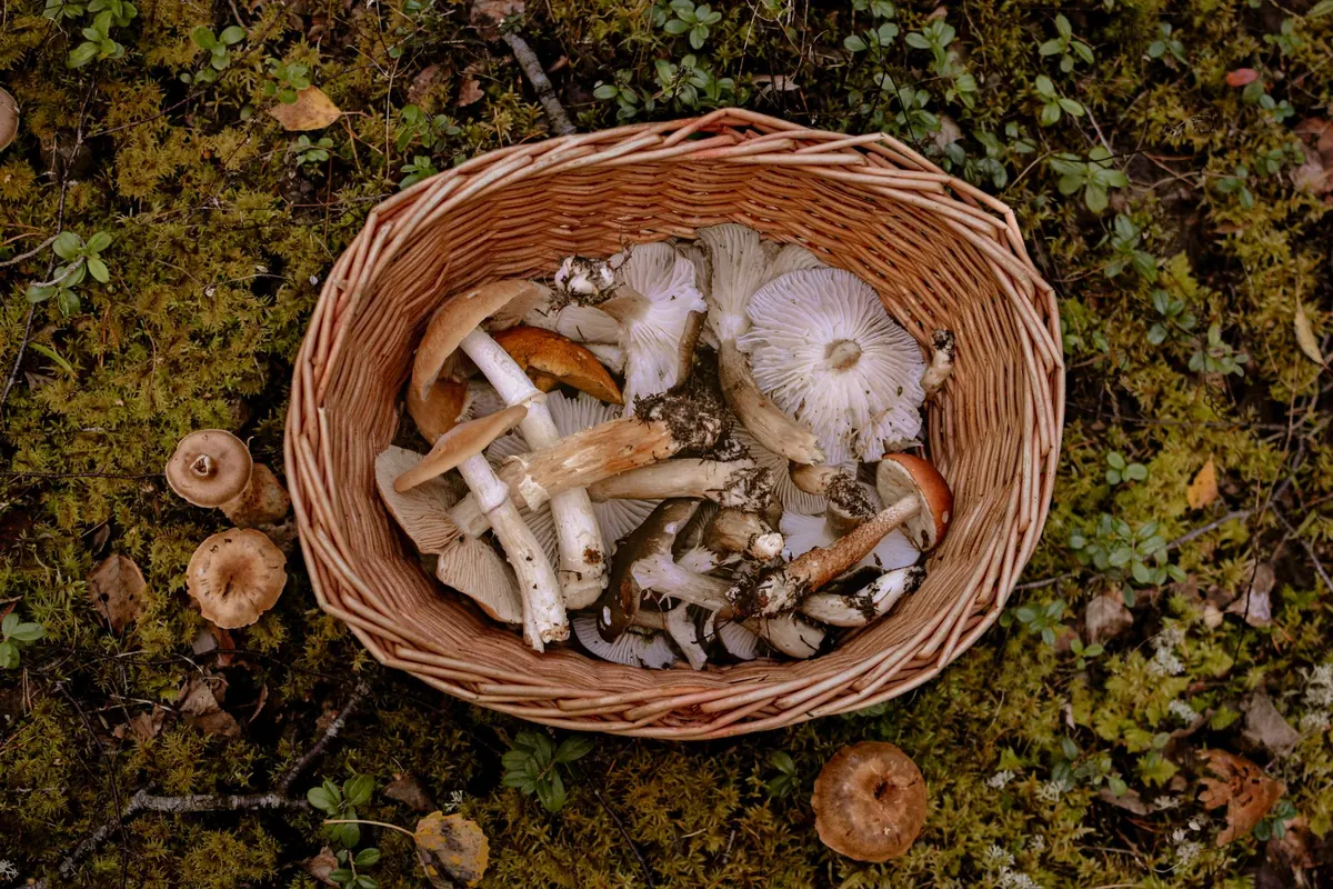 Seasonal Foraging Calendar for UK Nature Crafters